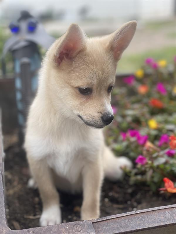 puppy, for, sale, Alaskan Klee Kai/Pomeranian,   Creek Side Kennel, dog, breeder, Oberlin, KS, dog-breeder, puppy-for-sale, forsale, nearby, find, puppyfind, locator, puppylocator, aca